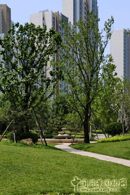 天開園林 魯能領(lǐng)秀城 景觀工程