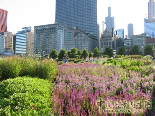 每年的晚春和初夏，明亮空間都變成了紫花鼠尾草的海洋