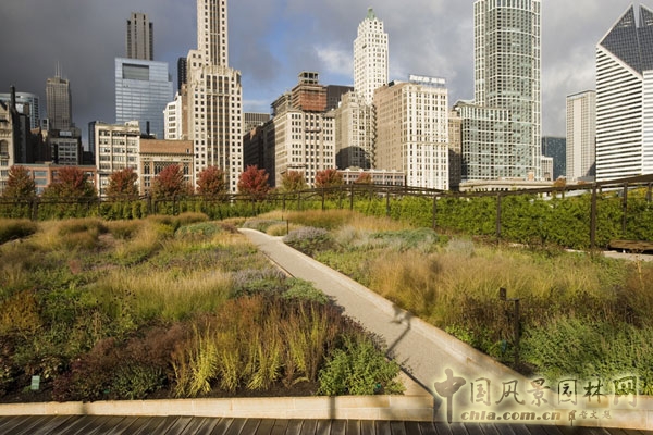 光亮空間的多年生植物在溫暖的秋季陽(yáng)光下絢麗奪目