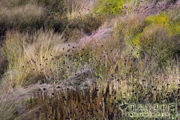 光亮空間的多年生植物在溫暖的秋季陽(yáng)光下絢麗奪目