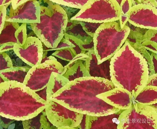 常見草本植物大全