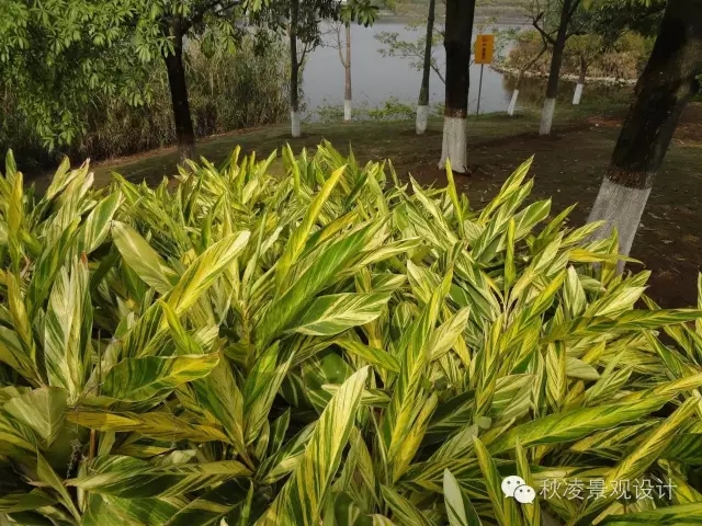 常見草本植物大全