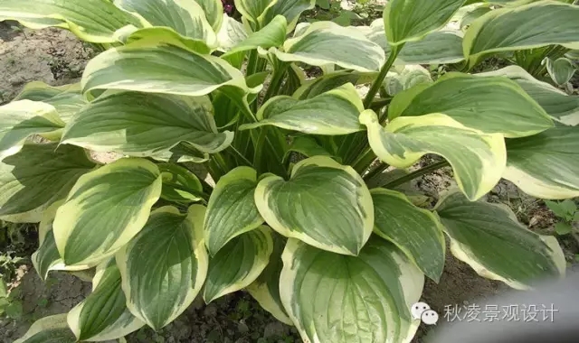 常見草本植物大全