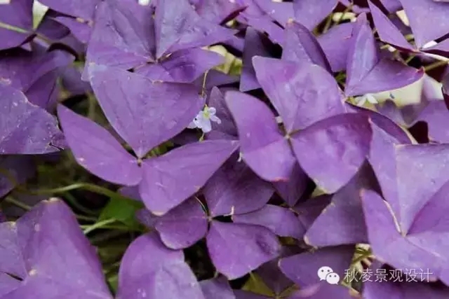 常見草本植物大全