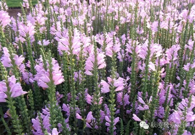 50種常見宿根花卉