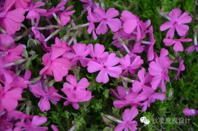 50種常見宿根花卉