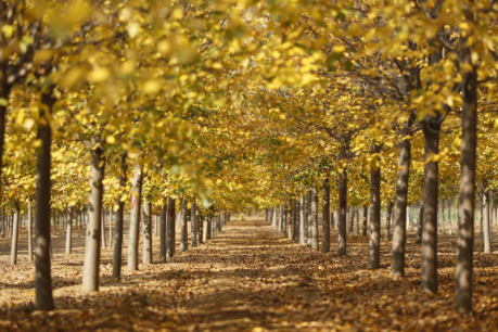 恭賀燕園農業成為中國風景園林網理事單位