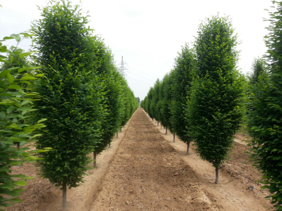 恭賀燕園農業成為中國風景園林網理事單位