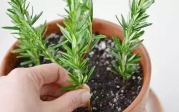 11種能讓扦插花卉快速生根的方法小技巧