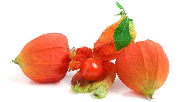 科學家發現罕見的植物果實化石