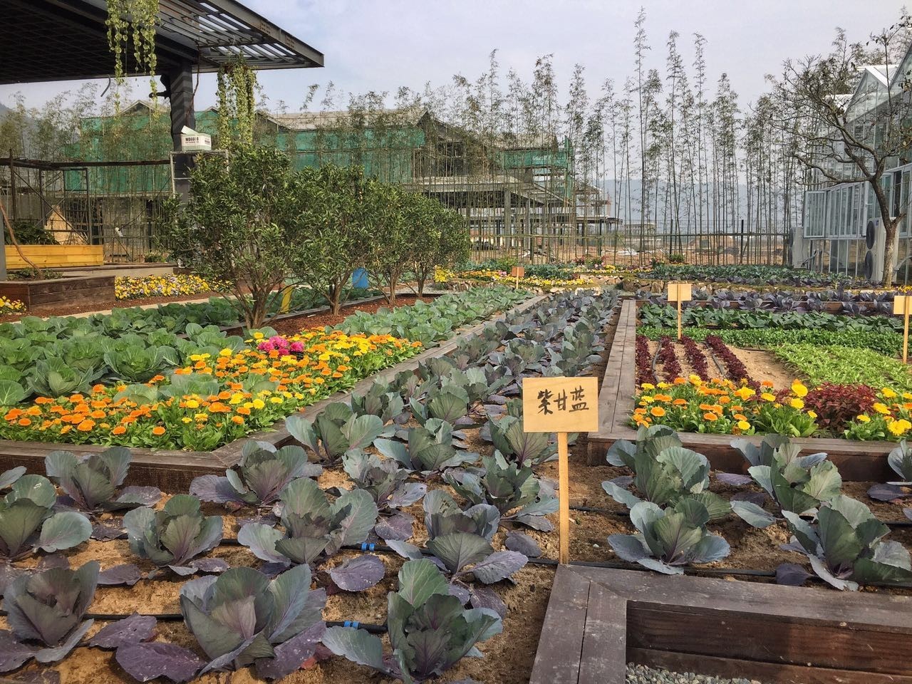 綠城宋衛平“理想小鎮”樣板農莊