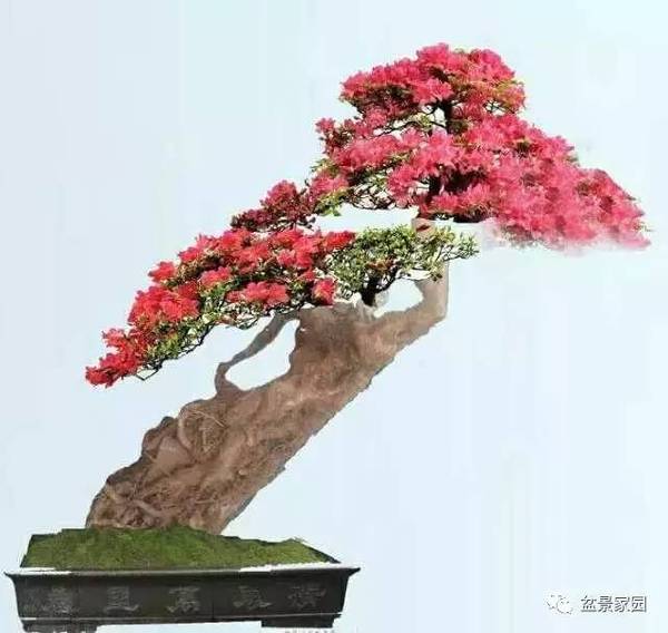 你應該知道的苗木盆景行業術語