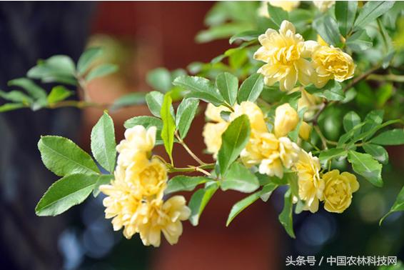 木香的價值和栽培技術(shù)