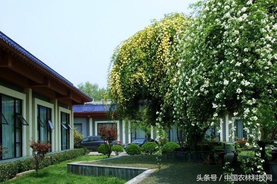 木香的價值和栽培技術(shù)