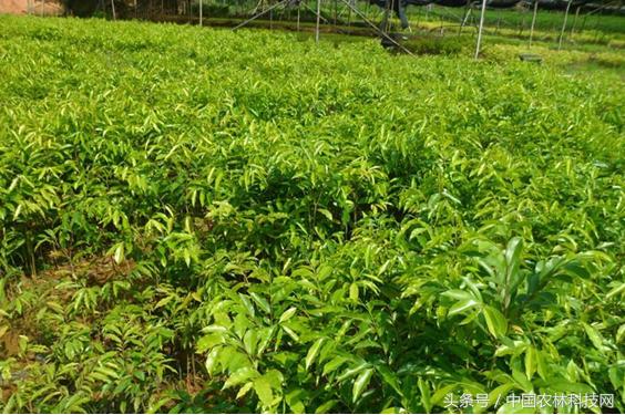 木香的價值和栽培技術(shù)