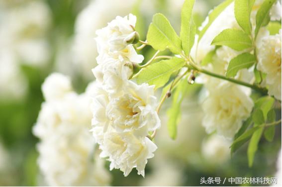 木香的價值和栽培技術(shù)