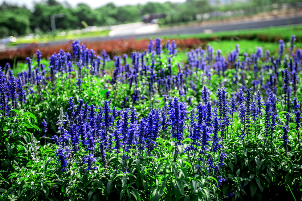 中邦園林的城市綠化PPP探索-PPP示范項目案例介紹