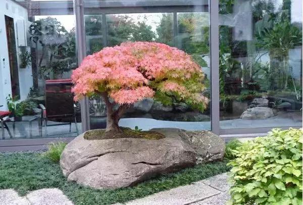 盆景——從園林中走出來的造型藝術(shù)