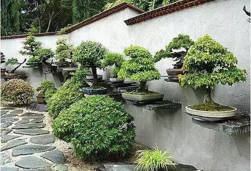 盆景——從園林中走出來的造型藝術(shù)