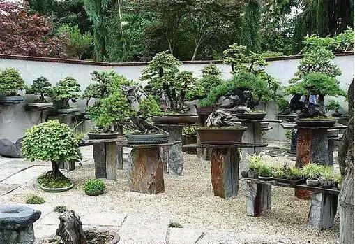 盆景——從園林中走出來的造型藝術(shù)