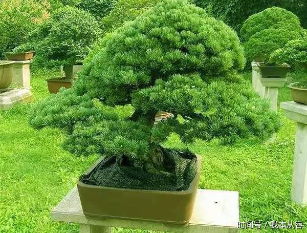 盆景的四大名樹令人愛不釋手