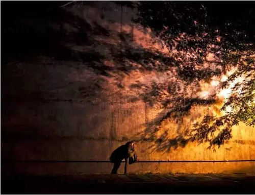 景觀照明中，植物的運用竟如此講究