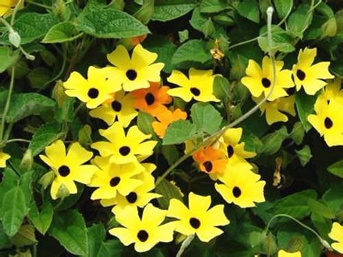 適合在家中陽臺(tái)種植的藤本植物