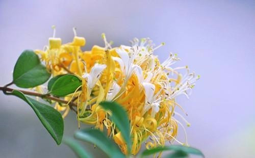 適合在家中陽臺(tái)種植的藤本植物