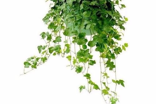 適合在家中陽臺(tái)種植的藤本植物