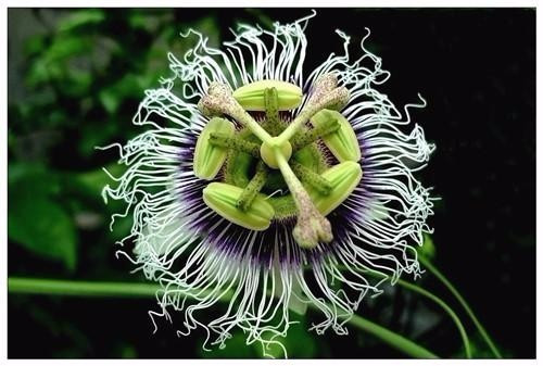 適合在家中陽臺(tái)種植的藤本植物