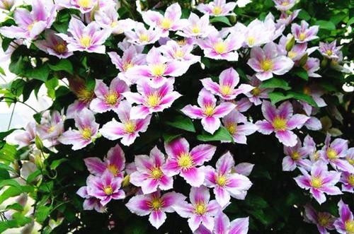 適合在家中陽臺(tái)種植的藤本植物