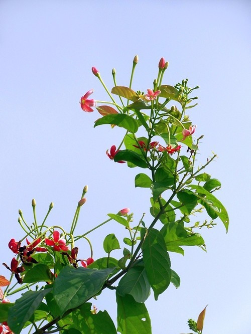 尤如君子謙謙之品格，使君子