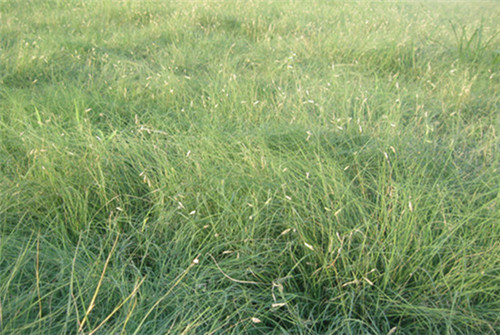 邊坡綠化對(duì)植物的選擇原則