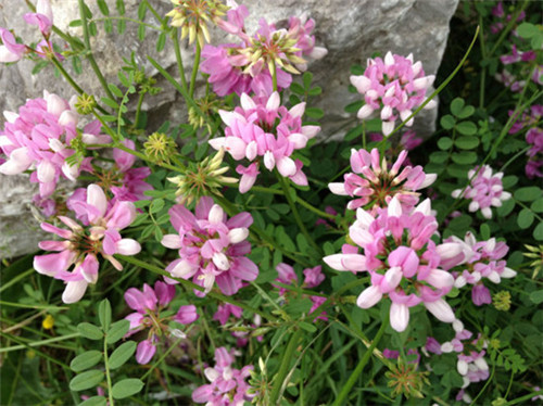 邊坡綠化對(duì)植物的選擇原則