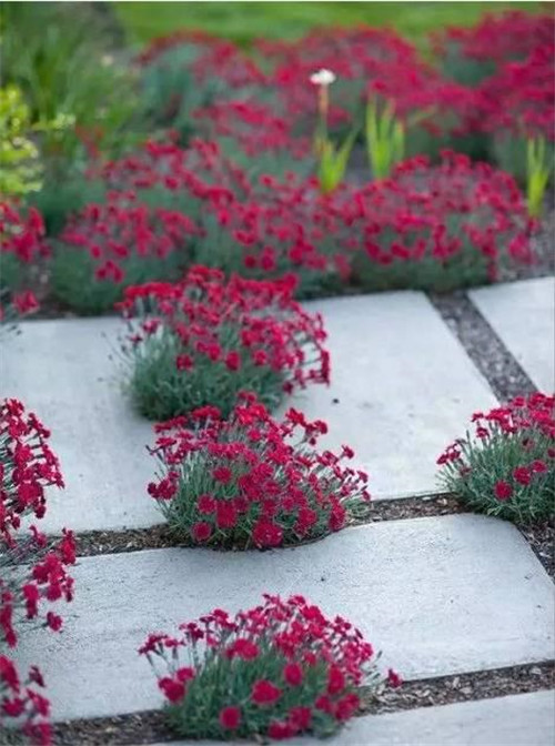 景觀設計：石頭縫里的景觀