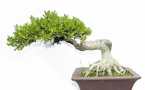 枝葉人生—尋訪盆景制作達人鄭小平