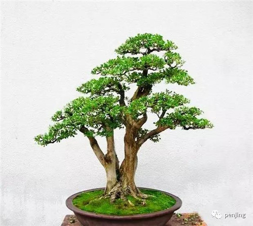 最值得收藏的九類盆景樹種