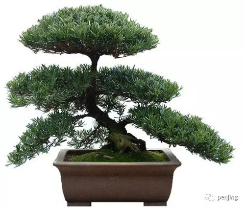 最值得收藏的九類盆景樹種