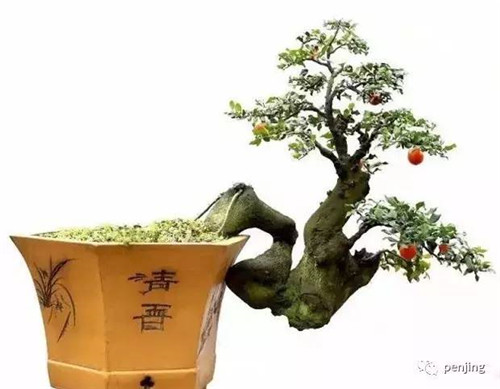 最值得收藏的九類盆景樹種