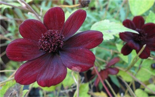 這四種罕見的花卉你都見過(guò)嗎？