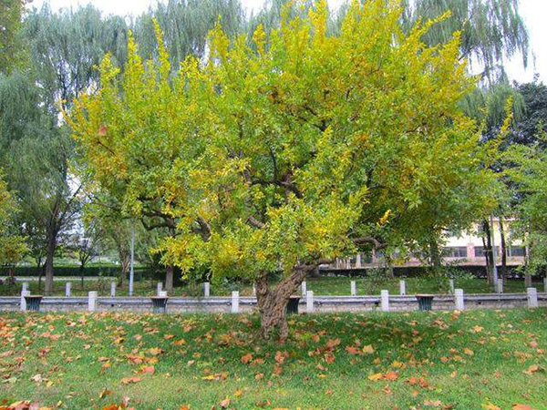 適合庭院的10種經(jīng)典高顏值主景觀樹木