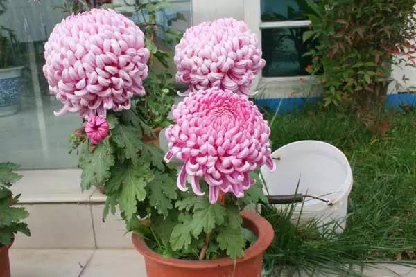 家養花卉病蟲害防治方法