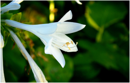 瑤琳國家森林公園，江南印象