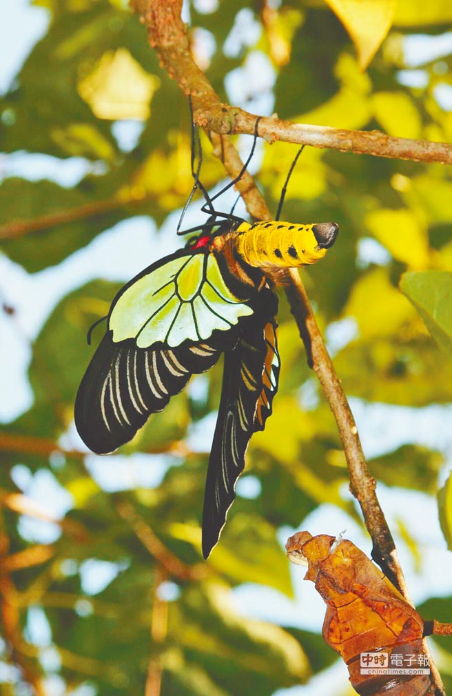 臺灣墾丁國家公園珠光鳳蝶現(xiàn)芳蹤