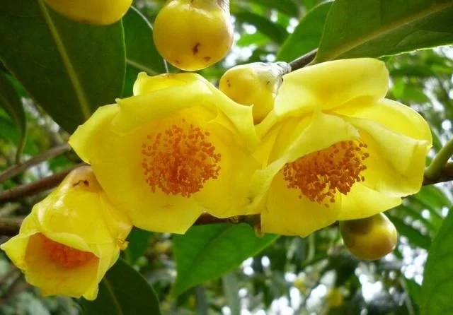 尋找發現國寶級珍稀植物金花茶