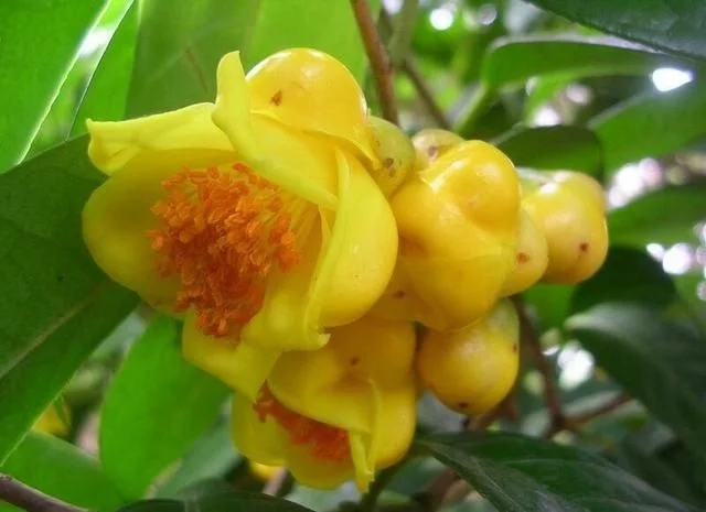 尋找發現國寶級珍稀植物金花茶