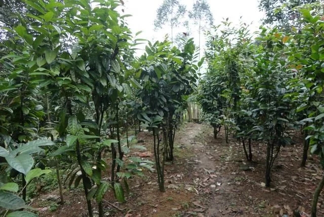 尋找發現國寶級珍稀植物金花茶