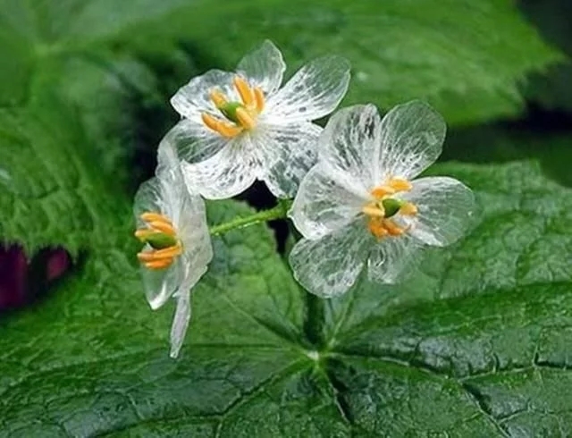 世界上最神奇的植物,會爆炸還能“跑”