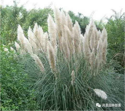 巧妙識別23種景觀設(shè)計常用觀賞草