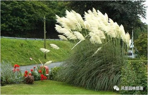 巧妙識別23種景觀設(shè)計常用觀賞草